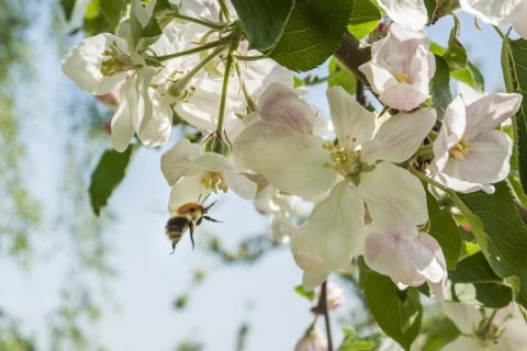Eine Biene fliegt in eine herunterhängende weiße Baumblüte.