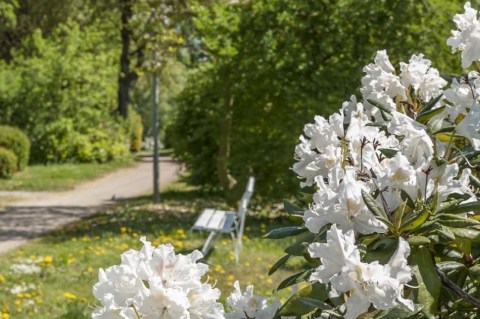 Desau Weg am Plöner See mit weißen Rhododendronblüten und einer weißen Bank.